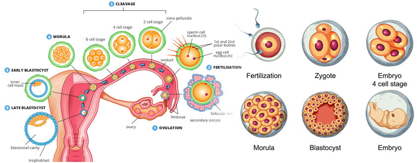 BLASTOCYST-CULTURE