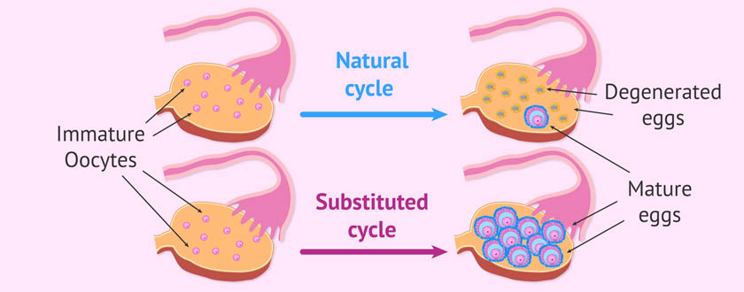 OVULATION-INDUCTION-AND-CONTROLLED-OVARIAN-STIMULATION-2